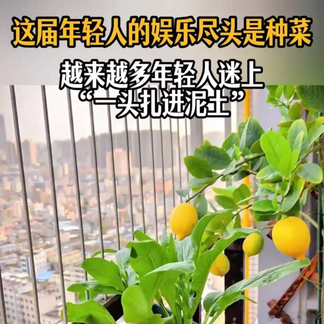 这届年轻人的娱乐尽头是种菜原来亲手种下一颗种子，等着它冒芽、长叶、结果，是这