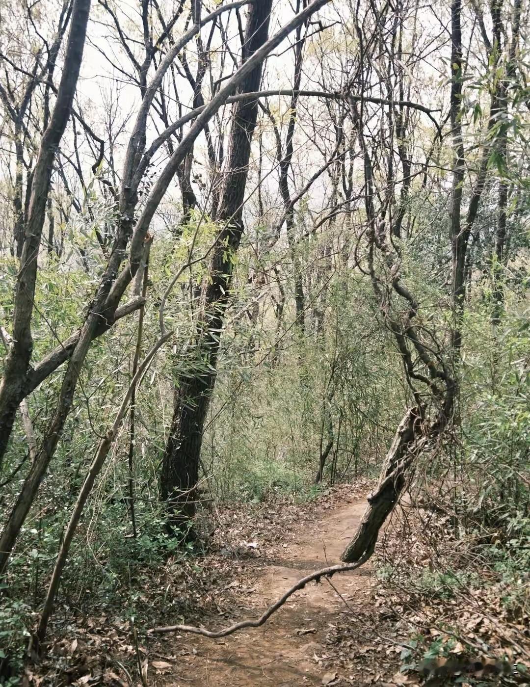 来茅山，寻一根藏在山水里的葛根春风一吹，茅山的山野便醒了。藏在林间溪畔的葛根
