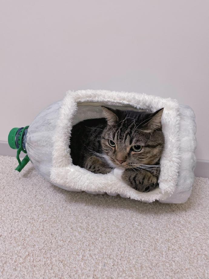 猫咪不会嫌弃任何一个猫窝