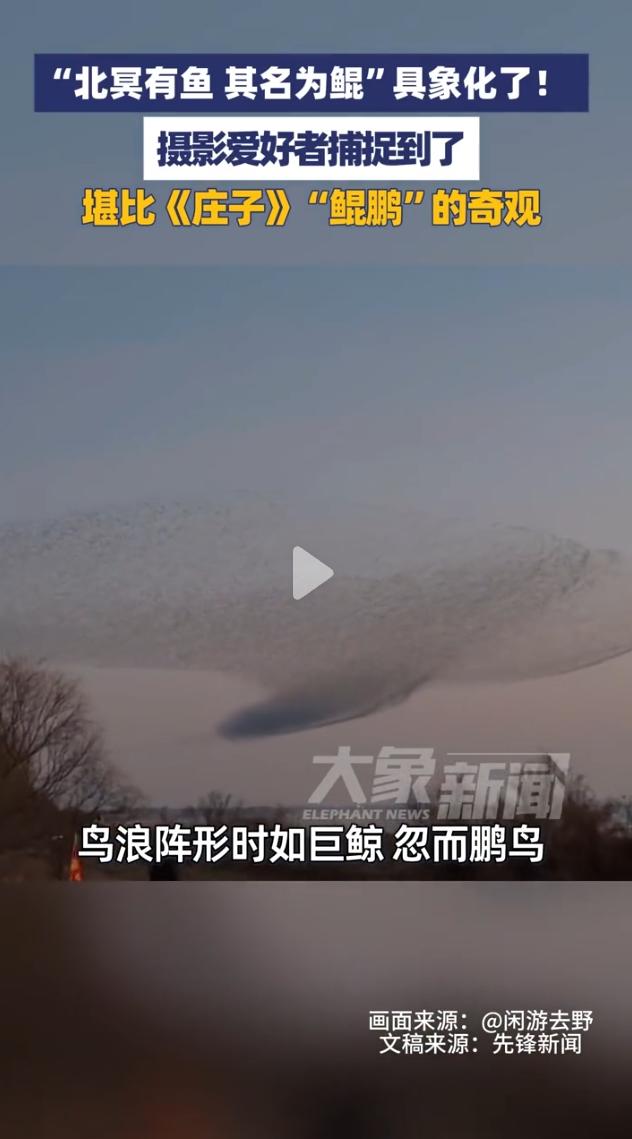 真的第一次见！“北冥有鱼其名为鲲”具象化了。刚刚刷到@大象新闻的一个视频，