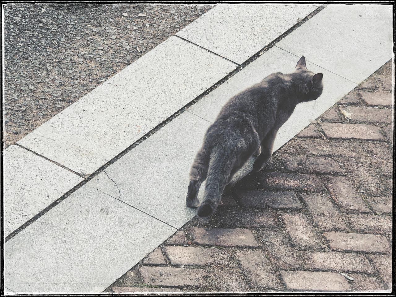 意外在阳台上发现了离家出走一个多月的它，瘦了许多，我叫它，它和我对视了几秒，然后