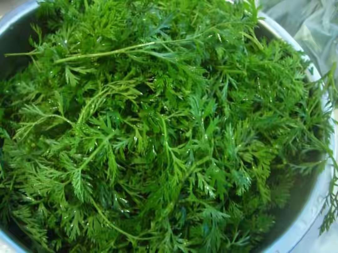 今晚做了道新鲜菜——蒸胡萝卜缨子，那味道，实在是太好吃啦！它仿佛为我的味蕾开启了