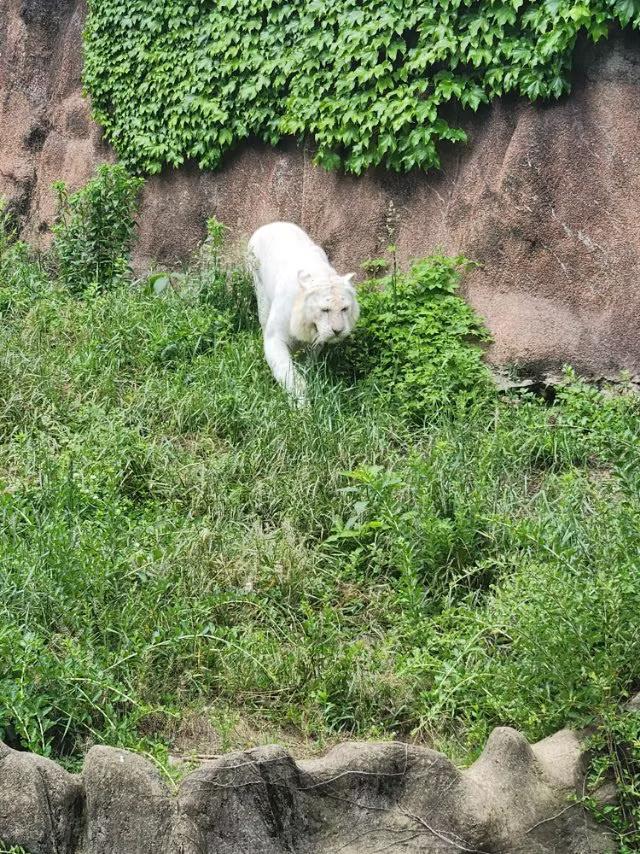 青岛动物园的灰狼是在夲地捕捉的、薮猫、白虎分别来自哪里，你知道吗？灰狼：青岛动