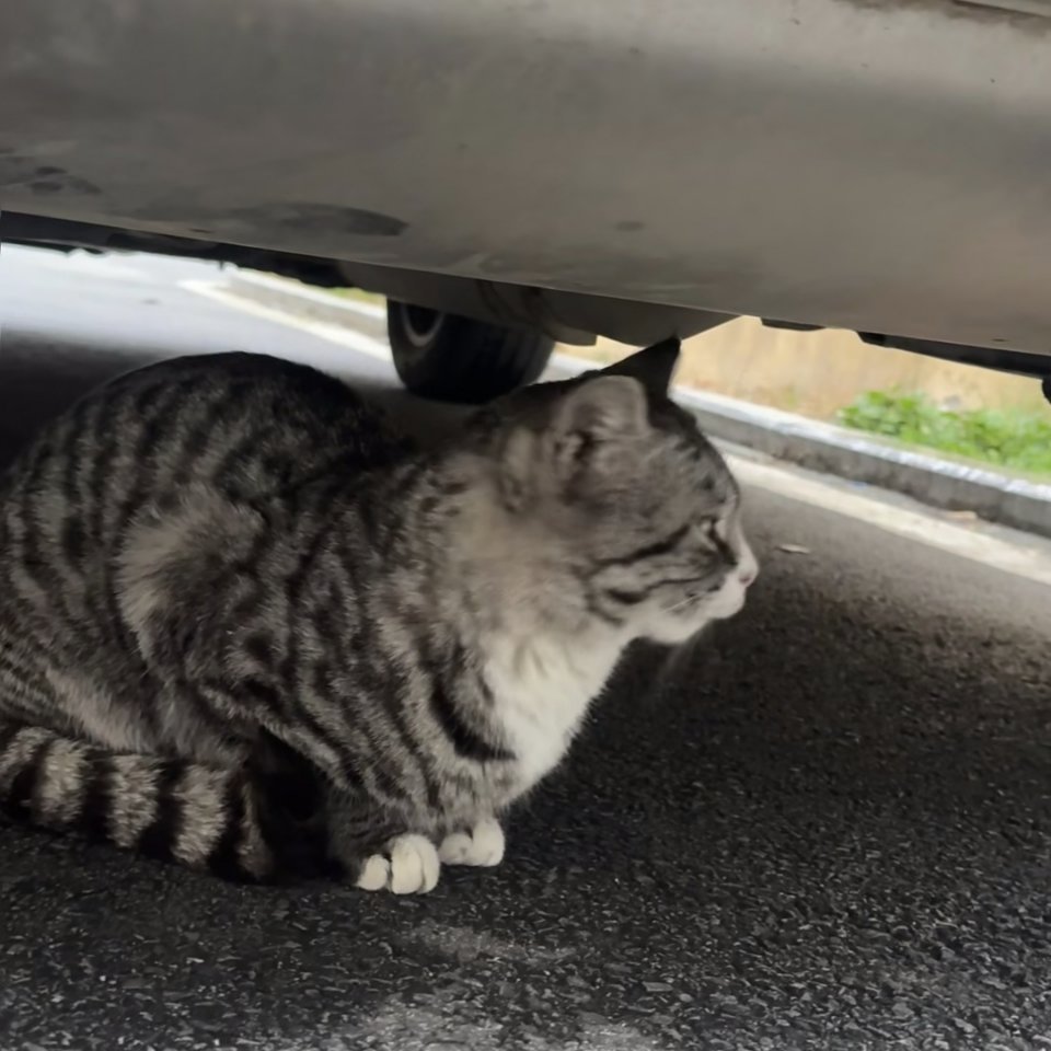 说了猫猫一句，“你有点烟熏嗓。”猫猫不乐意了。