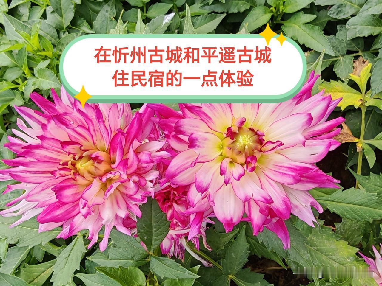 亲身入住忻州古城与平遥古城的民宿，二者究竟有哪些不同？这几年，忻州古城的旅游业热