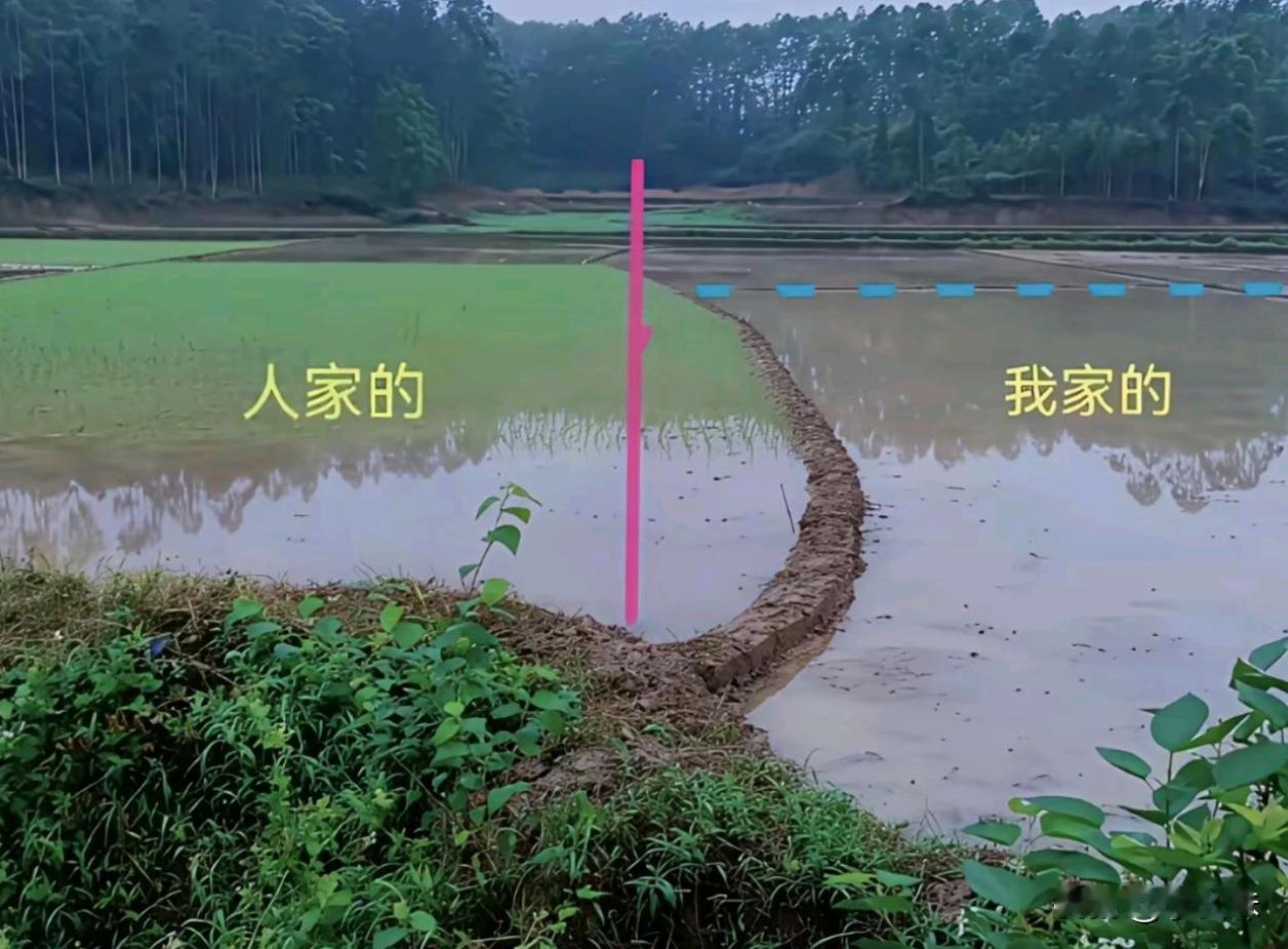 这也别种稻子了直接养蟹吧