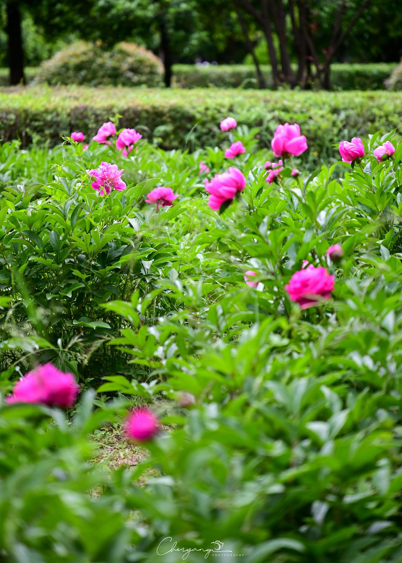木塔寺公园暮春芍药蔷薇记木塔寺公园里没有多少游人。一进门，便觉着静。远远