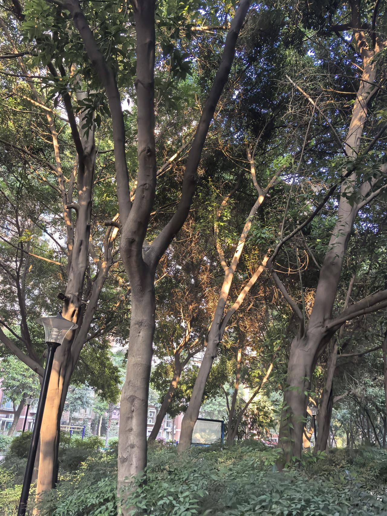 今天的树依然生机勃勃。太阳光透过树叶，金灿灿。树叶并没有黄，也没有绿。也许