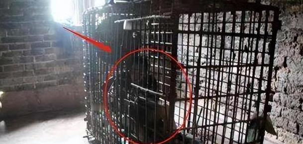 2012年，一名内蒙古的老板因欠了债主5000万不还，结果竟被债主直接装进铁笼，