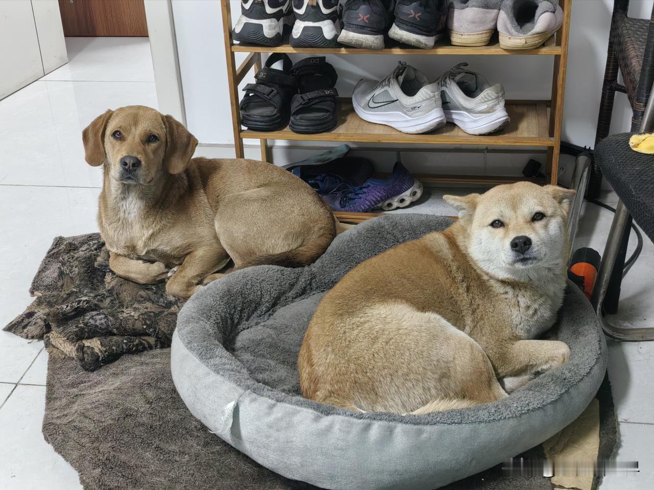 发小家这两条狗狗，是一对母女，右边更漂亮的是妈妈，自然左边的就是她女儿小花了。