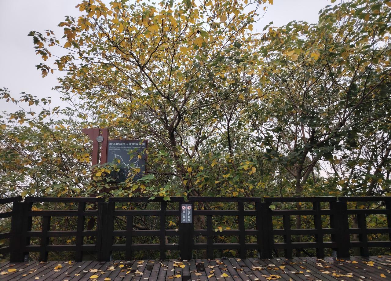 看到这猫咪竟然懂得“火腿肠”的承诺，让人觉得它比我们想象的更聪明一些。其实，