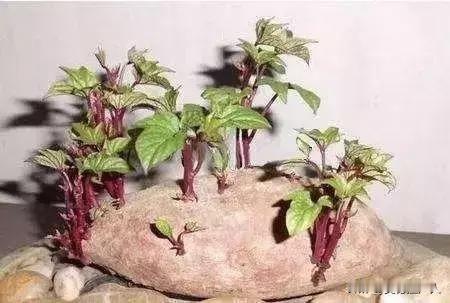 红薯在我们家乡叫地瓜，红薯发芽能吃。地瓜从瓜、芽、叶、茎、毛须根都能吃，五十年