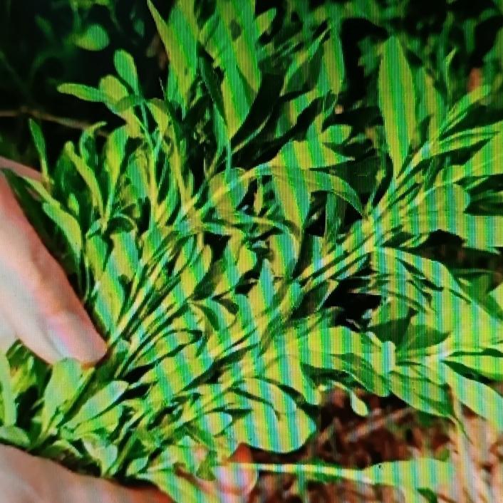 农村常见的扁蓄草，确实浑身是宝。它又叫猪牙草、扁竹草，茎细长柔软，叶片小巧嫩绿，