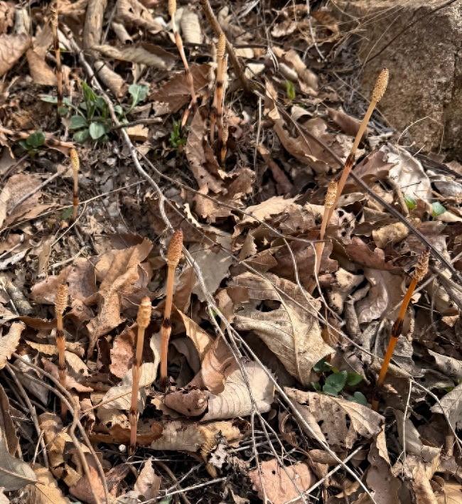 “挖野菜挖到金矿了？”辽宁庄河，男子带着8岁儿子回老家给奶奶庆生，期间上山挖野菜