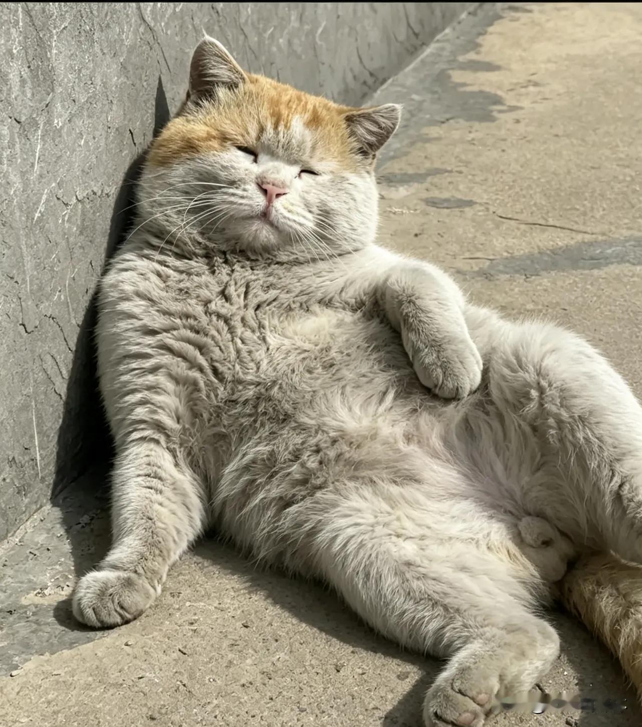 河口这只胖乎乎圆滚滚的脏脏猫以憨憨的姿态成为网红。从来猫都是爱干净的，自己舔舐