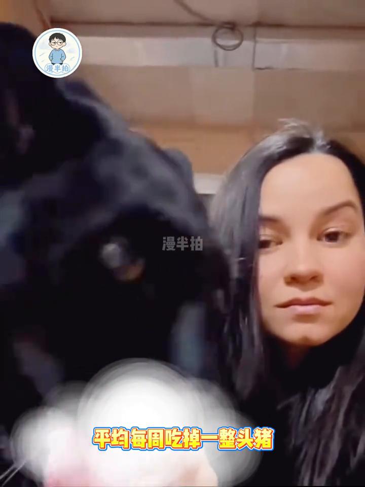 漫半拍。它轻轻咬住主人的衣角，牙齿没有用力，那是不舍，像在说别把我送走。可故事