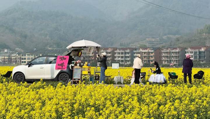 头一回见! 富春江畔, 咖啡车“扎堆”油菜花田