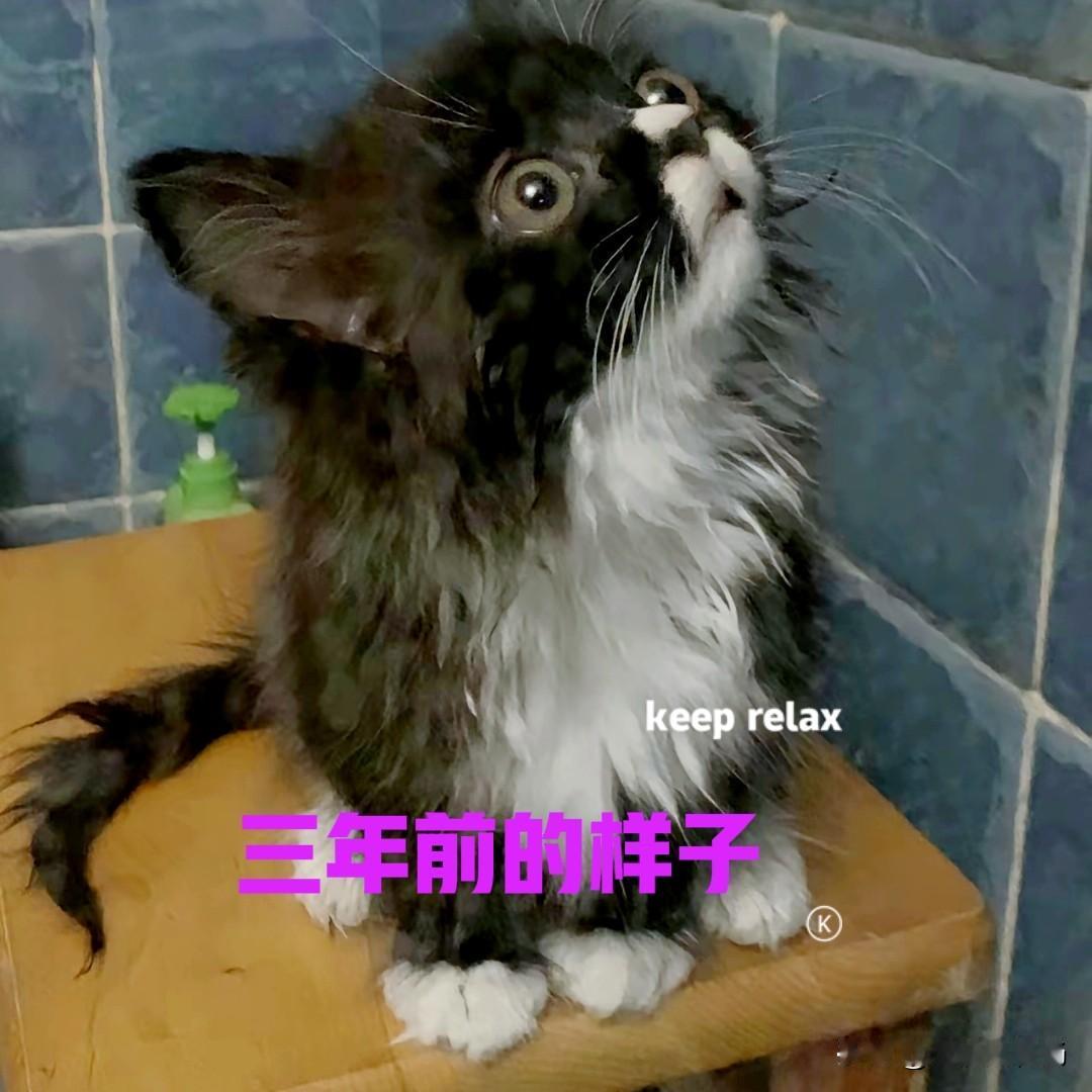 三年前在路边发现一只小猫，孤零零的样子很是可怜。有人说这只小猫是被人遗弃的，好像