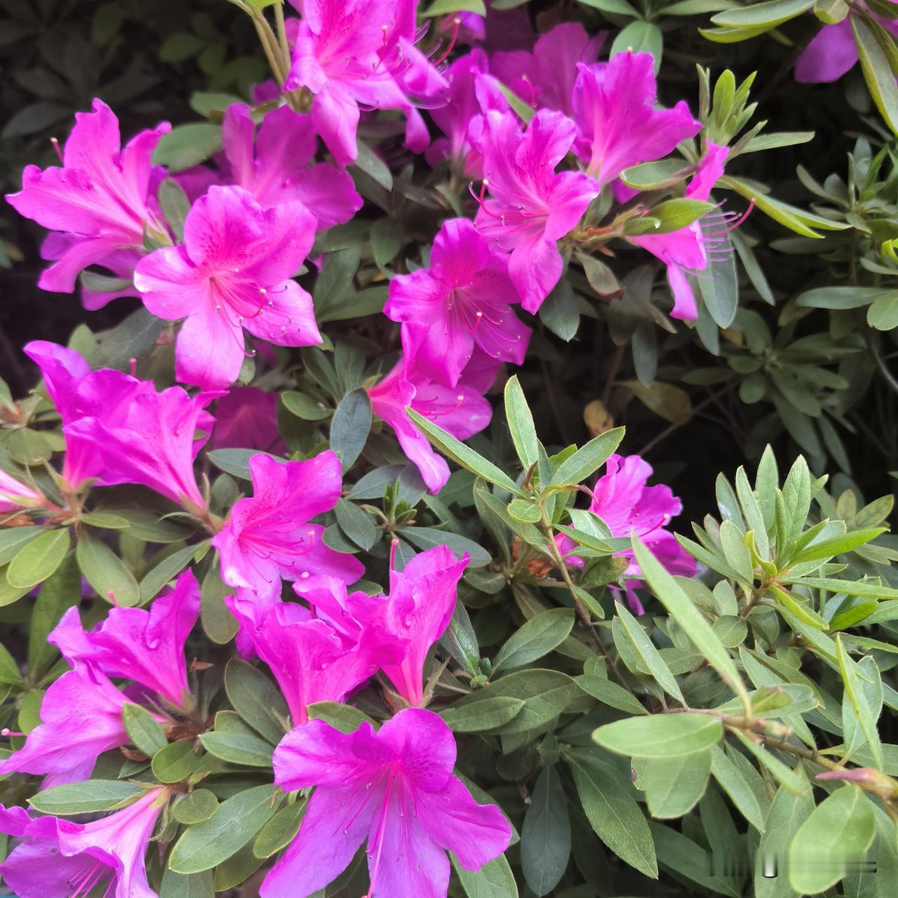 美丽的青岛昨天上午十一点，大巴车终于来到了青岛。海滨城市，这里又干净又清爽，