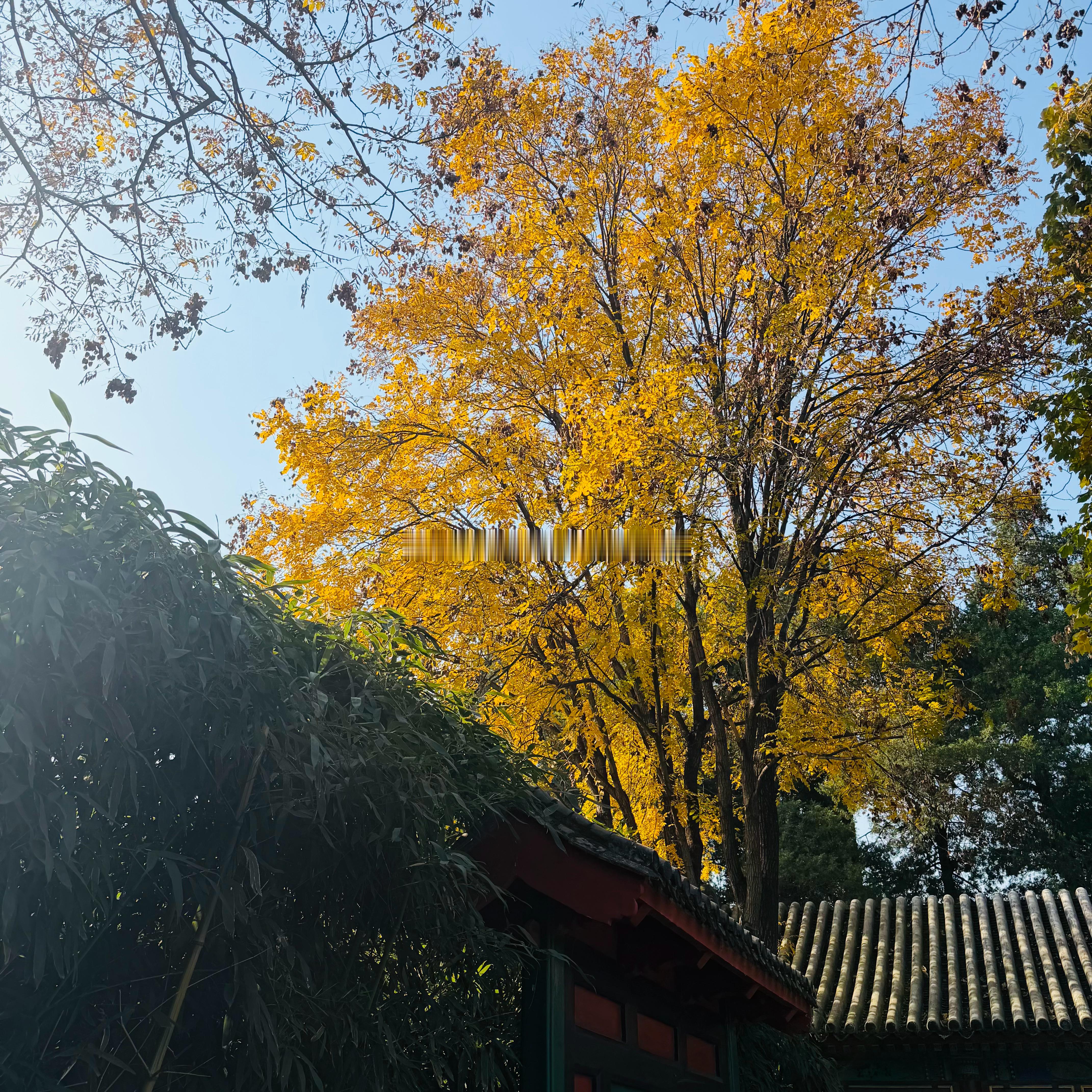 在北京最美的金秋，卡地亚高级珠宝展优雅登陆颐和安缦。传统中式建筑的古朴意境与卡地