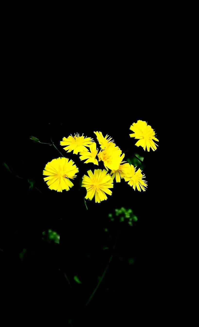 花草无言自愈凡俗。拍花也是一种禅定黑暗背景的花一花一世界摄影