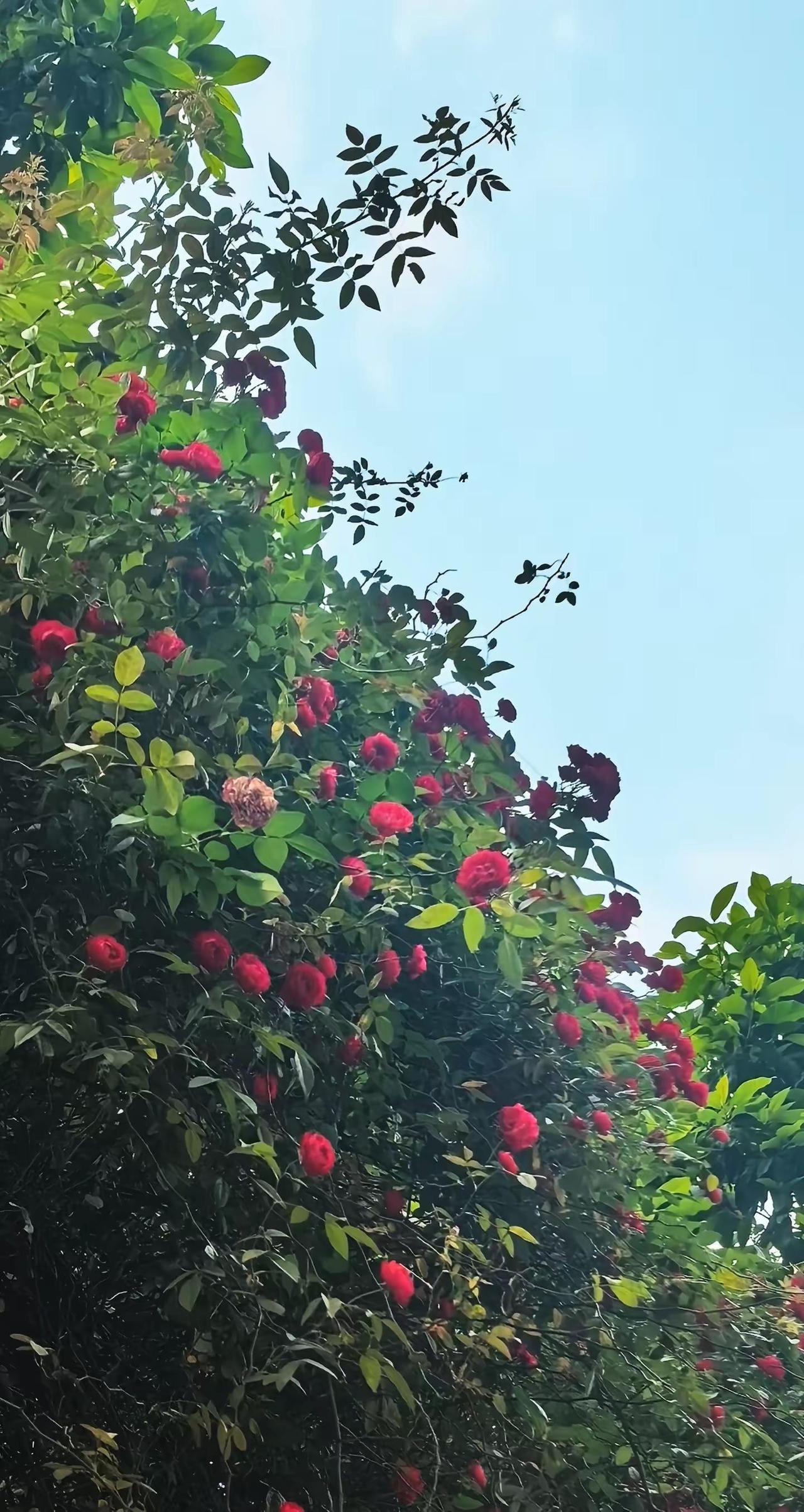 满山遍野的花开了又是一年蔷薇花开自然风景赏花🌸听歌🎶