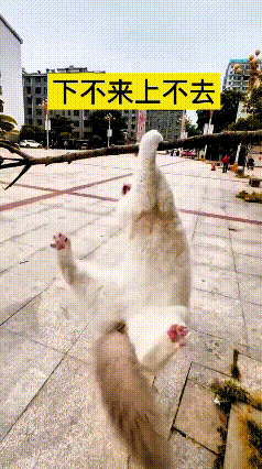 这只布偶猫也是太调皮咯，没事跑去爬到细树枝上头耍。哪晓得树枝又细又软，根本遭不住