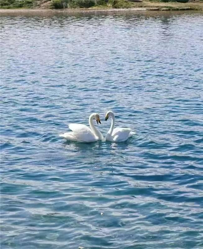 湖面上一对优雅的白天鹅，宁静而美丽。