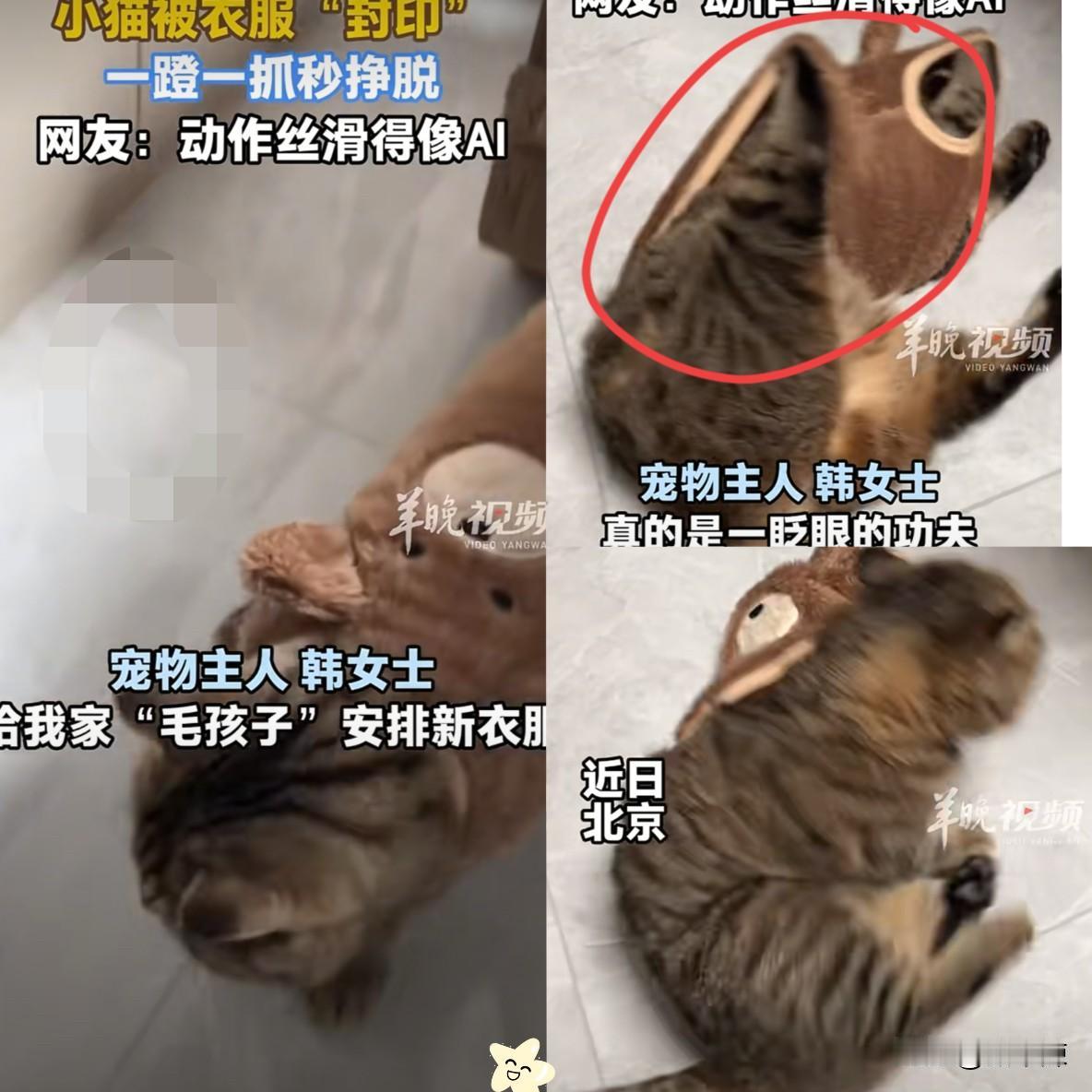 太有灵性了！北京，女子在网上给猫咪买了件衣服，回到家后迫不及待的给它穿上了。衣