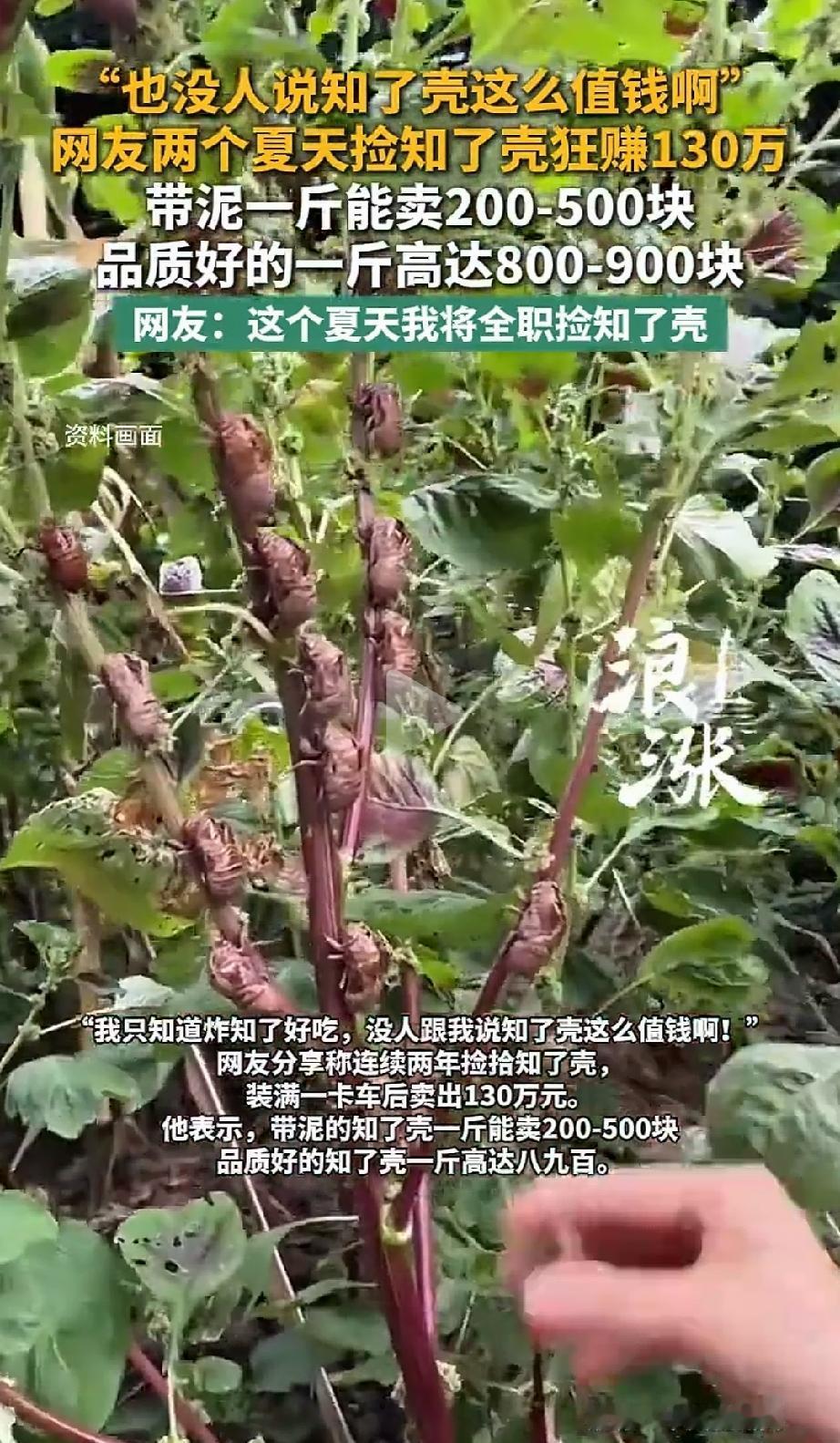 知了壳这么值钱！最近有个消息在网上传疯了——有网友说，自己靠着两个夏天捡知了壳，