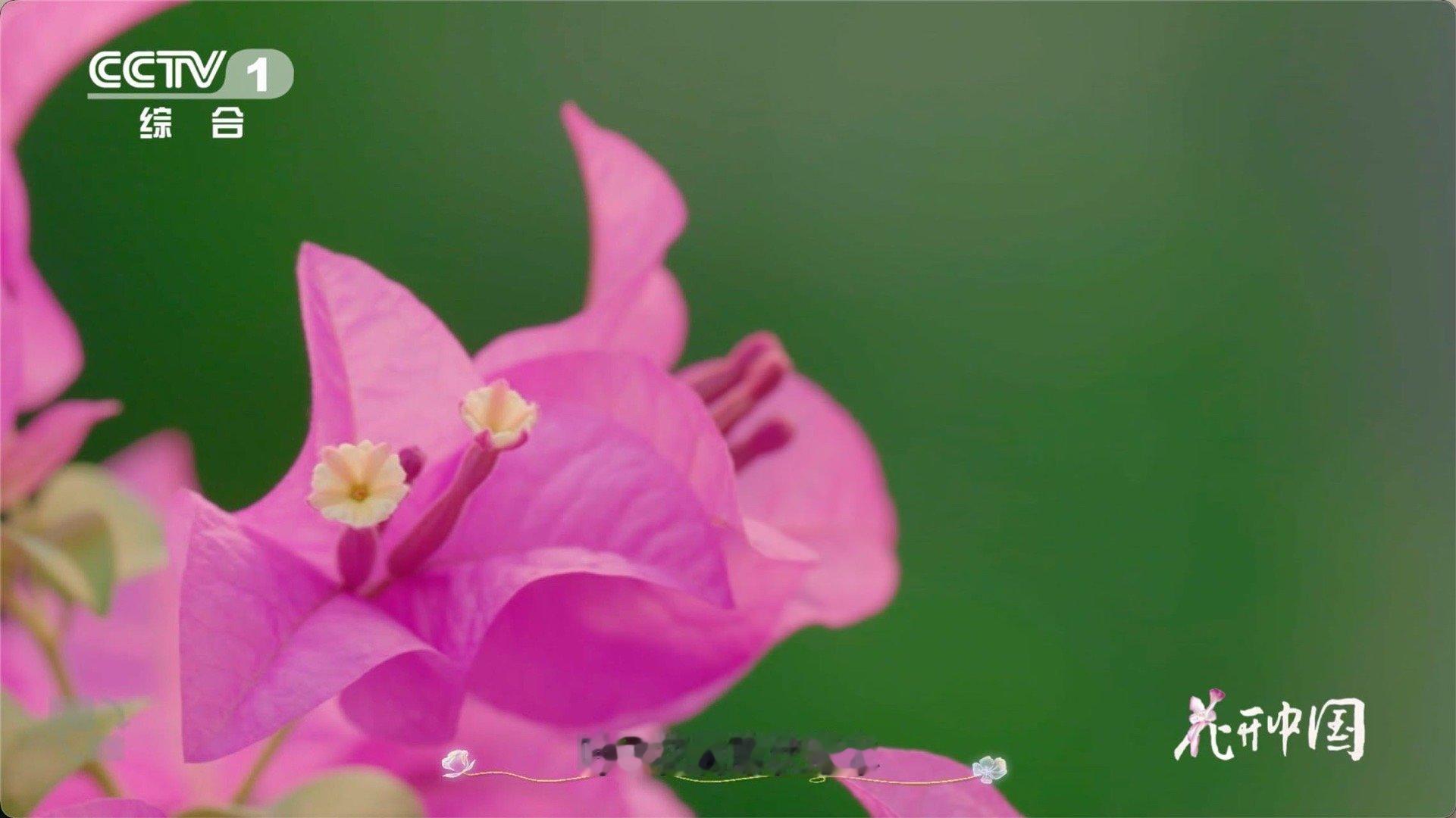 以为是花其实是五颜六色的叶子从刺里开出的花三角梅真的是“懒人福音”！不需要太多