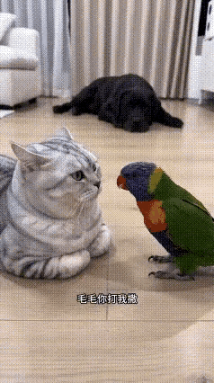猫咪：你个鹦鹉会说人话就了不起吗[捂脸哭]