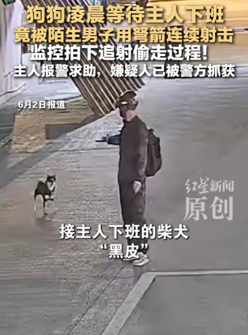 细思极恐！6月2日报道，四川德阳，一条柴犬深夜等主人下班回家的时候突然失踪，第二