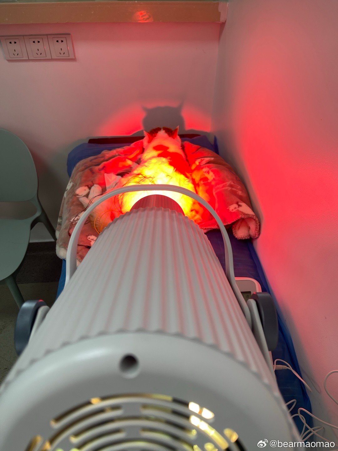 一颗猫猫头​​​