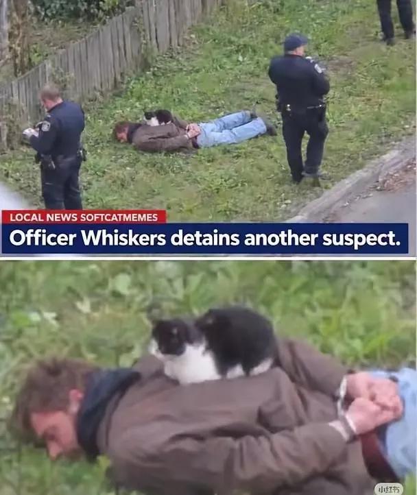 美国几名在所在片区巡逻的警察，经常投喂片区的一只流浪猫，他们把猫咪养的肥肥胖胖，
