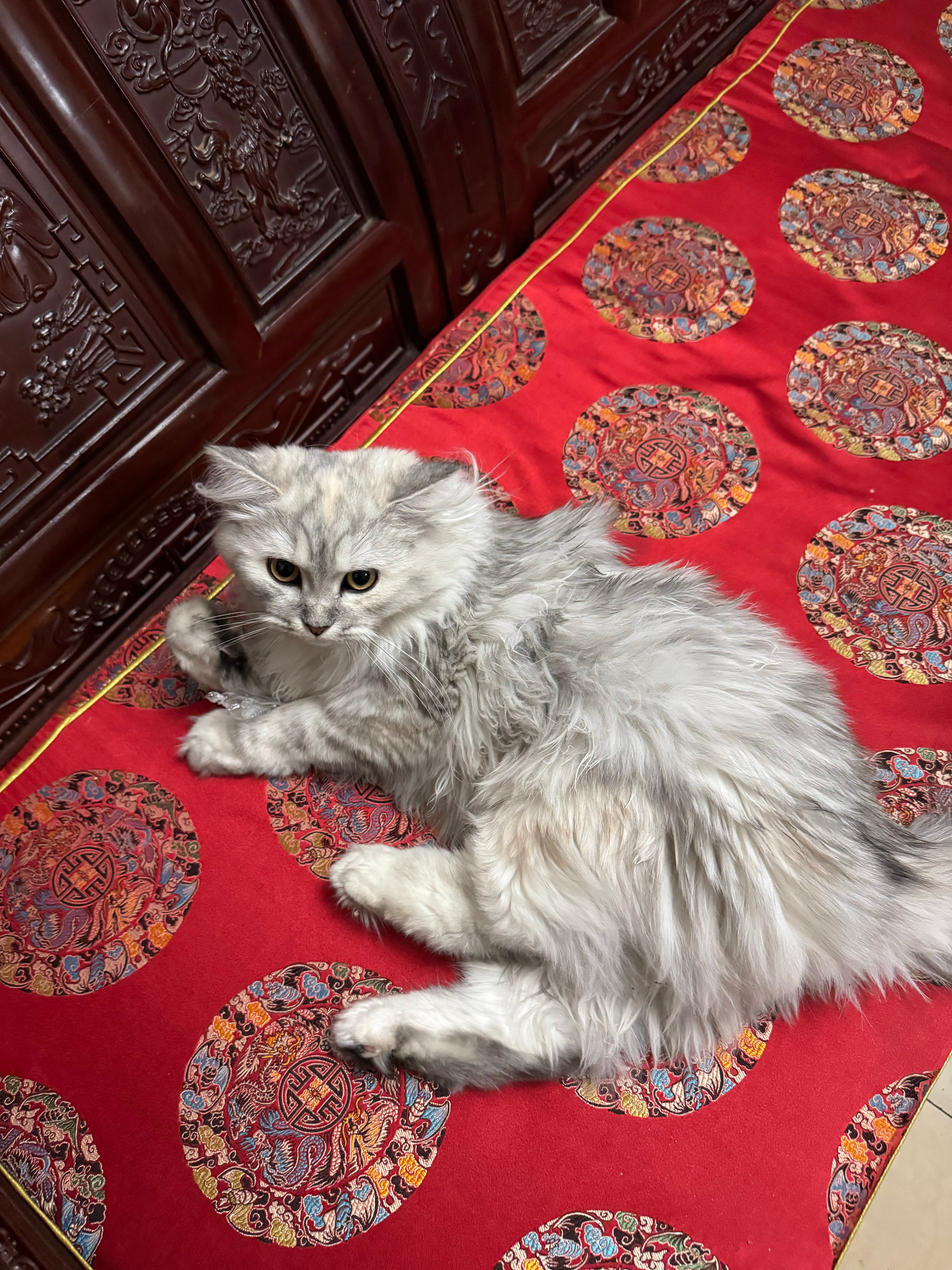 我弟养了一只西伯利亚森林猫🐱昨天回娘家主线任务就是撸它吃完饭我开了个榴莲没有洗