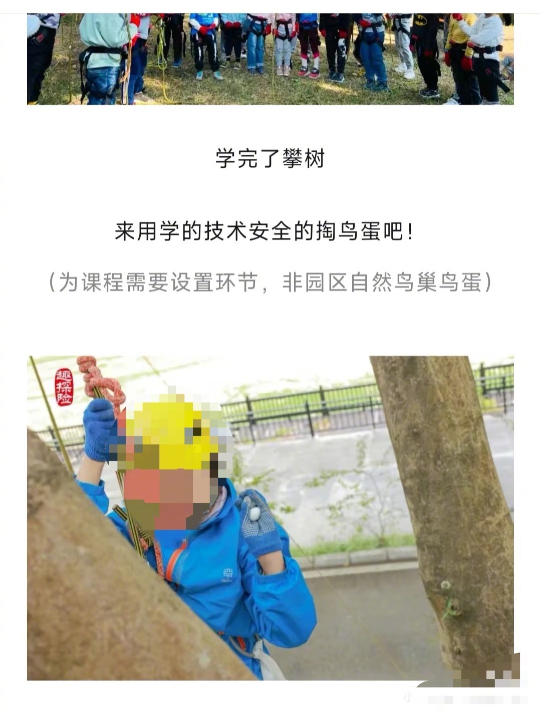 “掏鸟蛋”课程引争议！华南植物园紧急叫停青少年攀树营