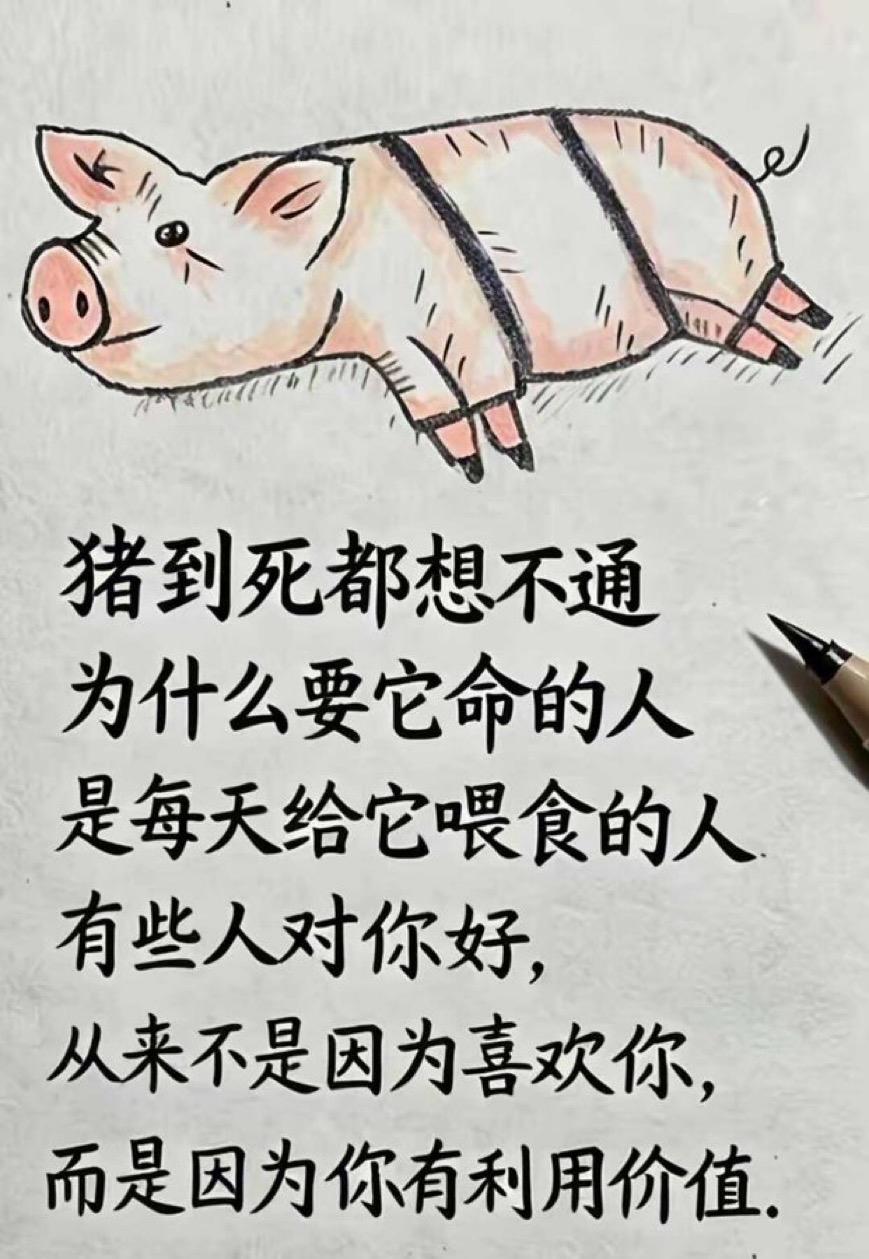 猪为什么要想这些？没必要啊！