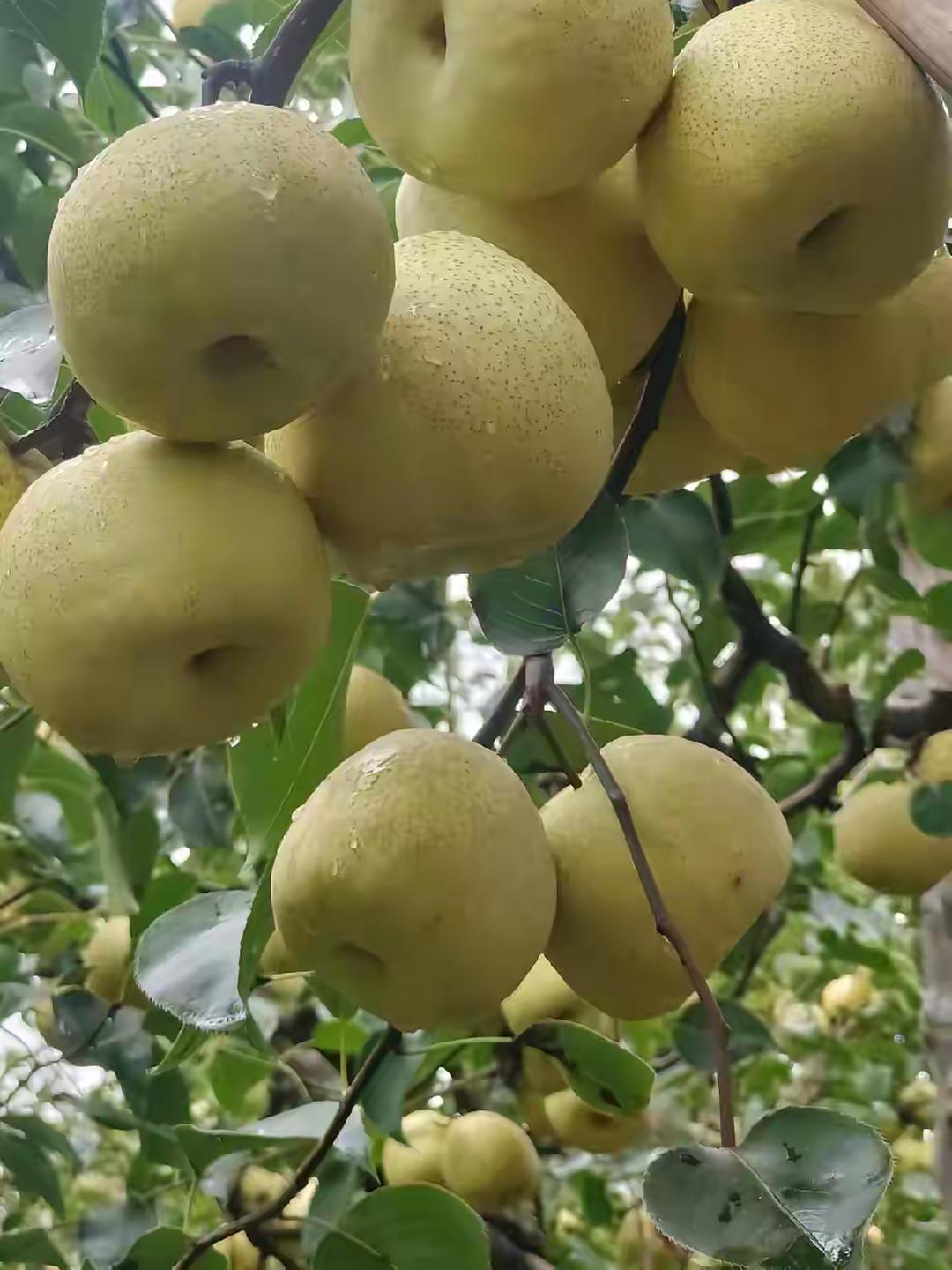 我是一位退休教师，昨天晚上我们退休群里发了一份紧急通知，大致意思是：接教体局通