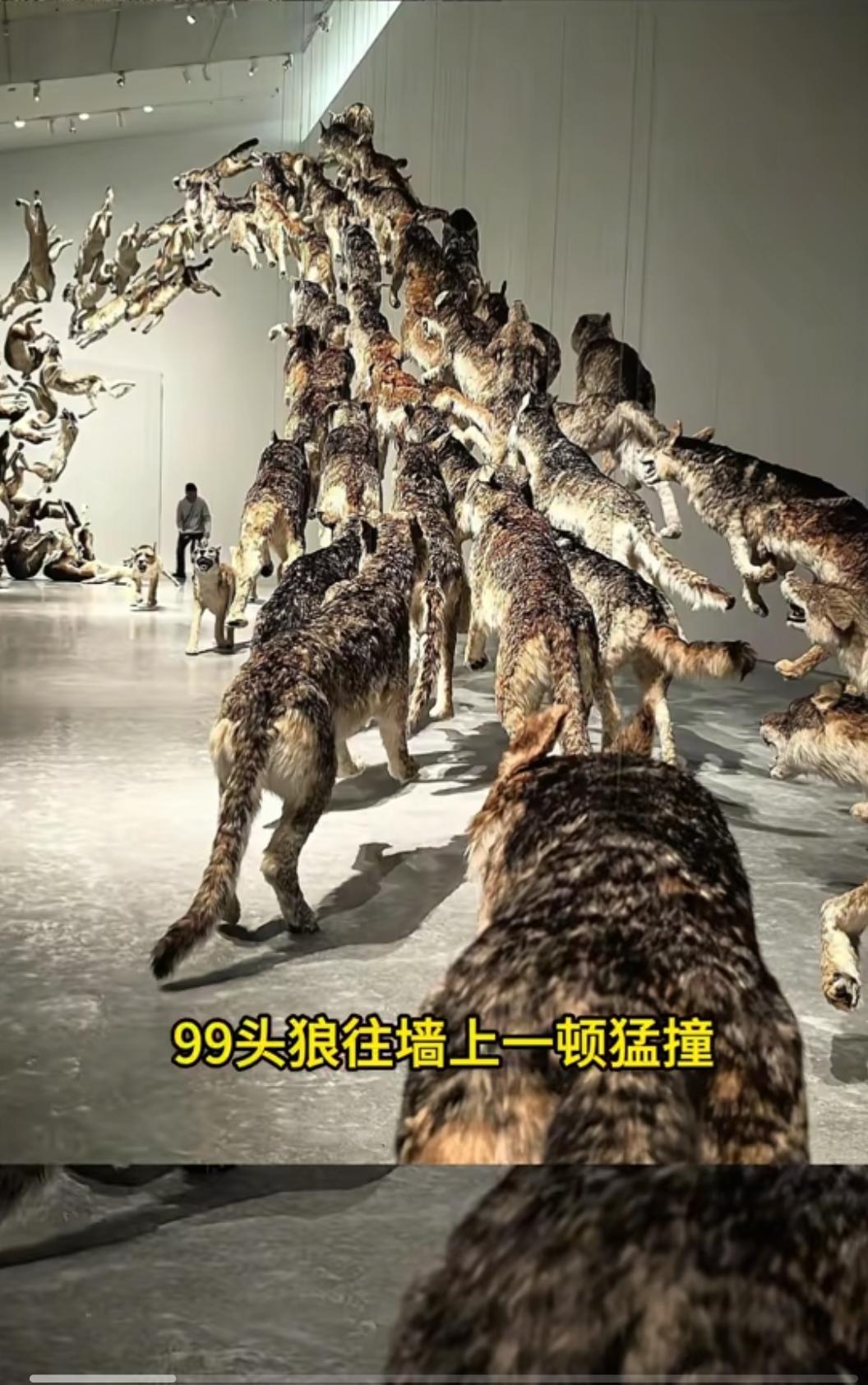 真的不能再查蔡国强了越查越不得了2006年的时候他用了99头狼搞了个作品《撞