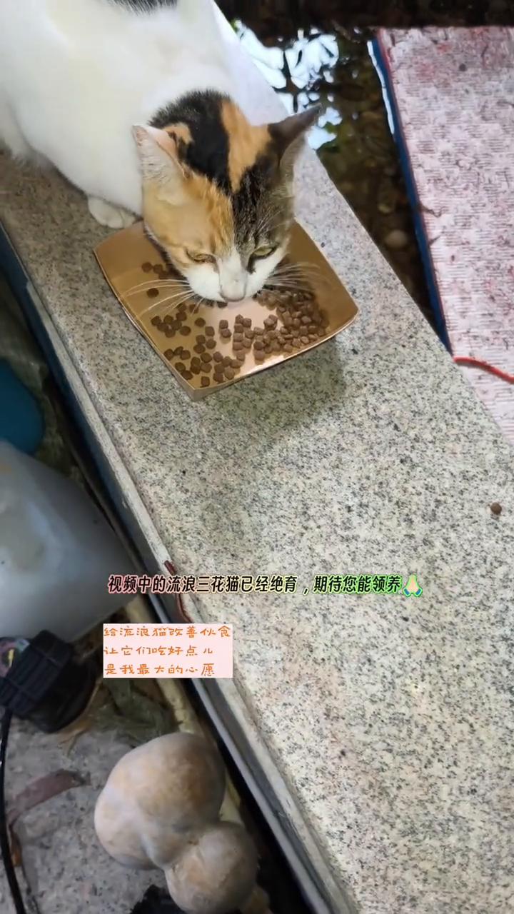 您愿意给流浪猫改善伙食吗？视频中的流浪三花猫已经绝育，期待您能领养。给流浪猫