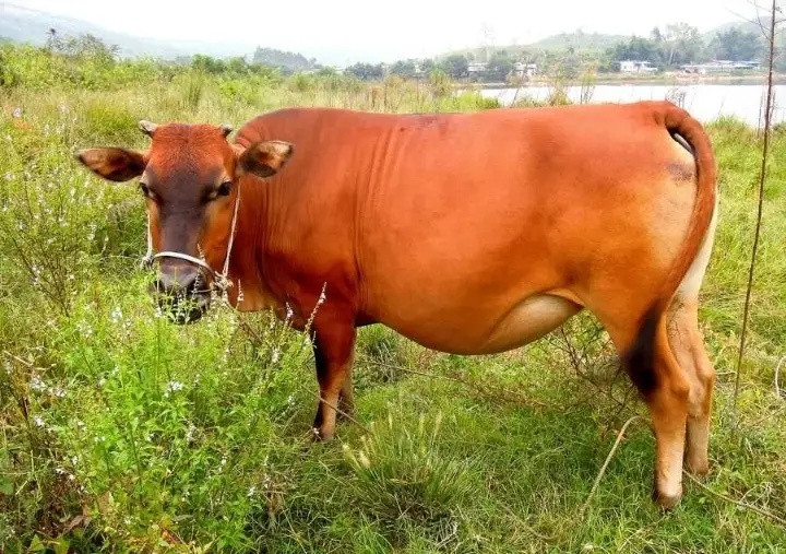 昨夜美股三大指数全线上涨，美股又涨了，富时A50却没有涨，但是也没有跌停盘报收，