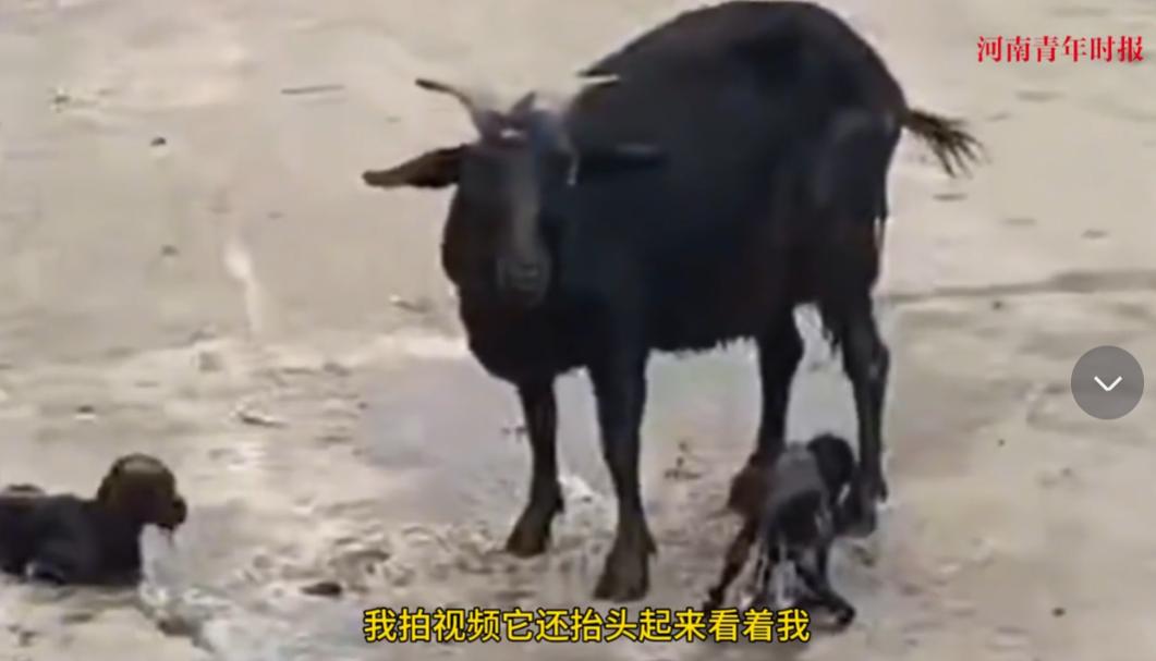 “万物皆有灵！”10月2日，贵州毕节，一母羊在被主人卖给屠夫前产下两只羊崽，它不