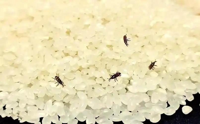 别再抱怨家里的米生虫了，如果一袋大米放上一年半载都不长虫，那才真的该害怕了！密封