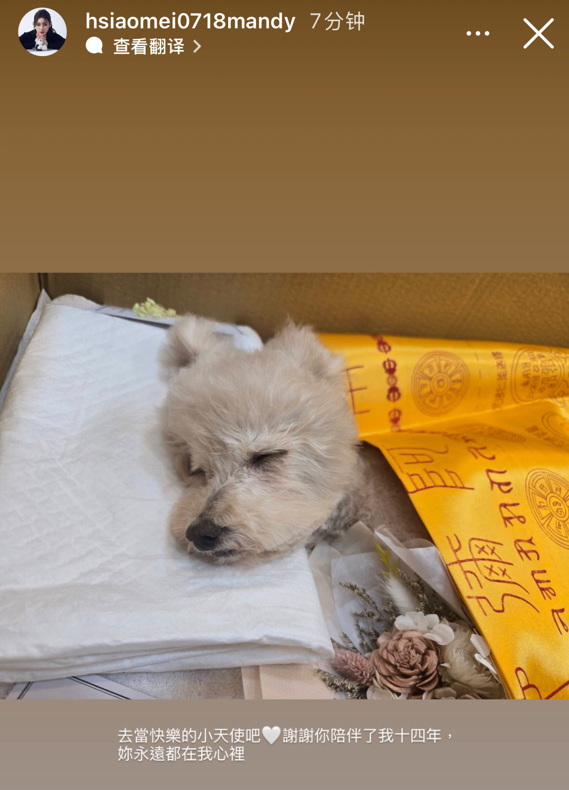 马筱梅家里的狗狗过世了，结果无聊的网友还要骂她。​​​