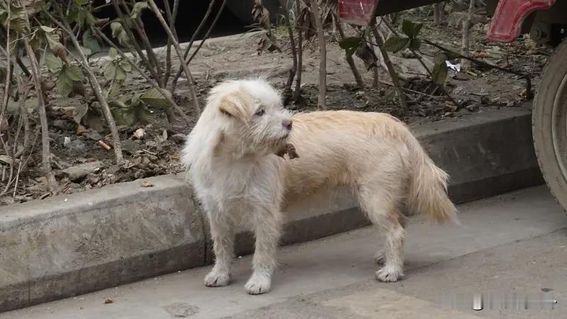 你对狗做了些什么，你自己心里没点数吗？狗最通人性，最忠诚。从狗的眼神可以看出