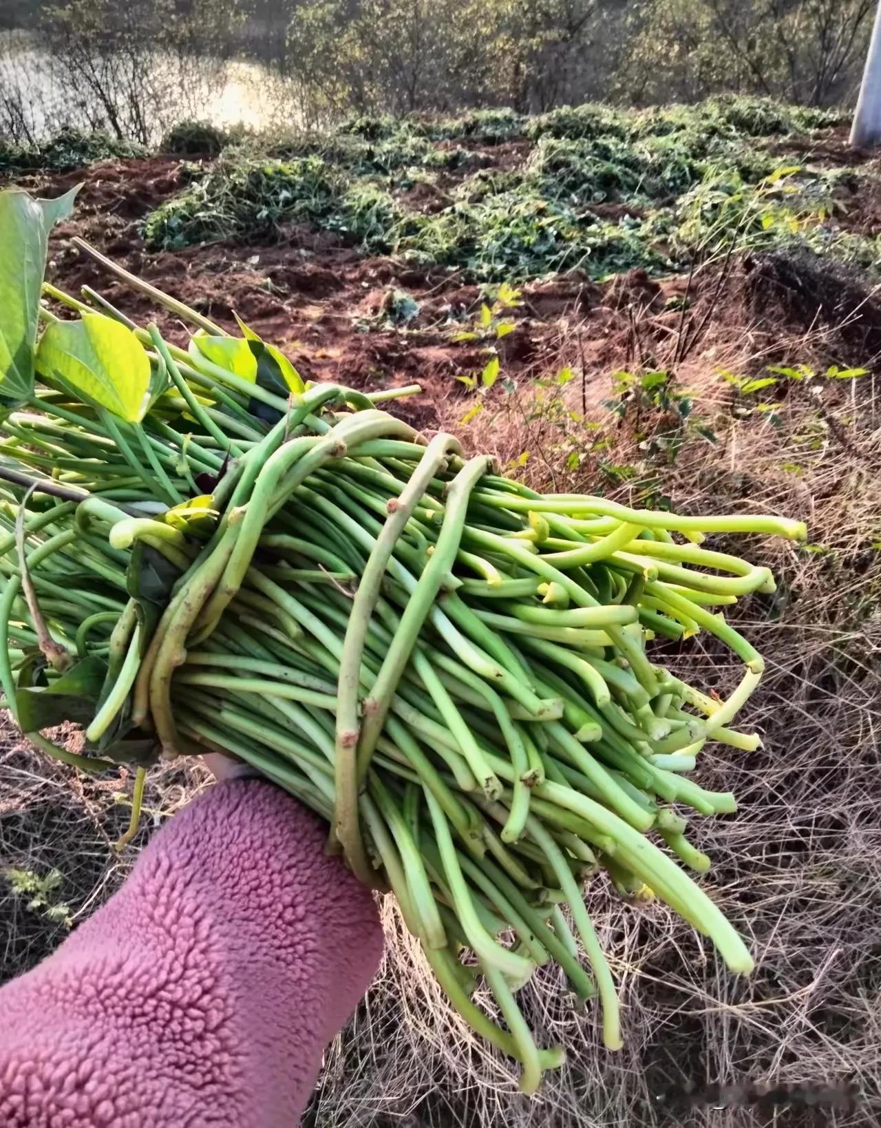下午陪老公钓鱼，偶遇一个挖红薯的阿姨，阿姨问我要红薯叶不，随便拉不要钱，反正红薯