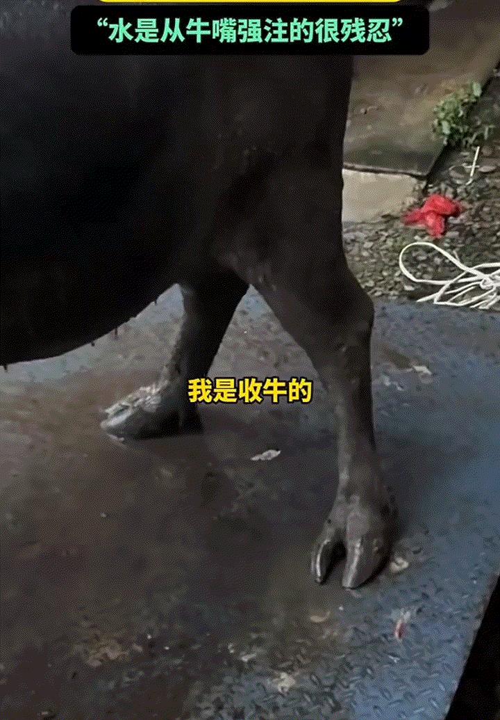 太坏了！一做牛马生意的男子发视频称，自己去牛马市场买了一头水牛回来，结果这牛买回