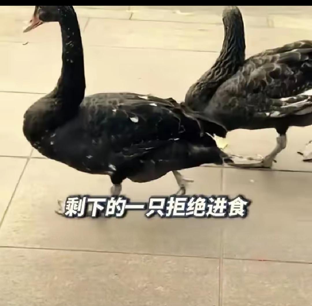 谁能想到，大连儿童公园那只人人疼爱的公黑天鹅，竟成了别人锅里的“菜”？小伙子半夜