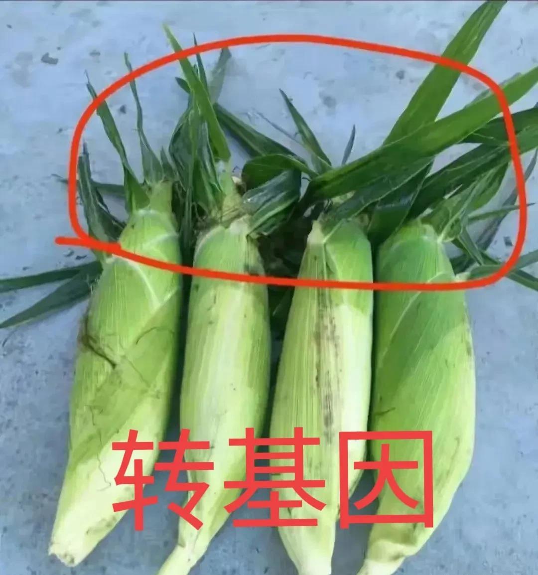 吃货注意了！买玉米时可要看清了是不是转基因玉米。今天老妈在村市场卖玉米回来，抱